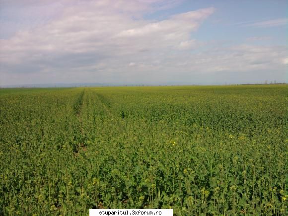rapita 2010 - Rapiță �n așteptare de stupari - BAZA MELIFERA - PLANTE , ARBUSTI , ARBORI