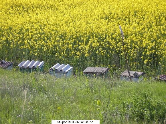 rapita 2010 - Una din stupinele patriei - BAZA MELIFERA - PLANTE , ARBUSTI , ARBORI