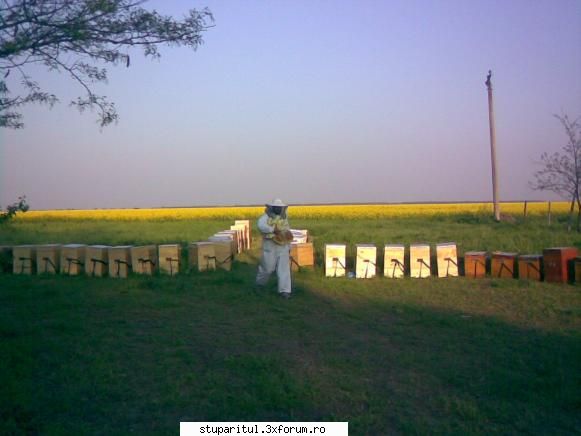 rapita 2010 - Da` de ce-ai făcut poza din - BAZA MELIFERA - PLANTE , ARBUSTI , ARBORI