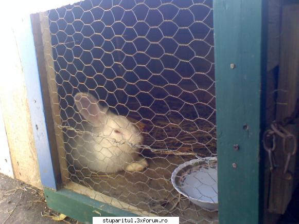 _razvan_ - va saluta...boxbunny.. o zi buna! - PAGINI PERSONALE ! CINE SUNT EU ?