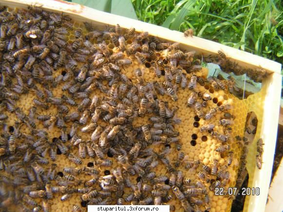 roi natural care roieste - iata poze cu botci capacite si ne capacite pe o - INMULTIREA FAMILIILOR DE ALBINE