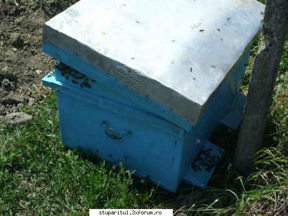 roi nou, ce să fac ? - jucausull - PAGINA APICULTORULUI INCEPATOR