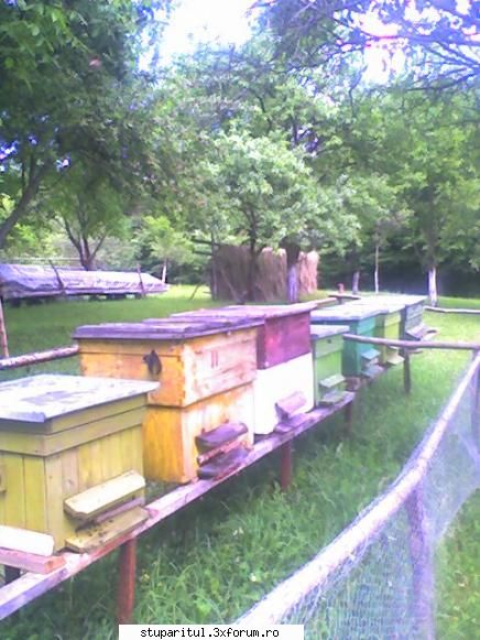 roiul cu matca batrana - Multumim, am facut experienta si nu stiam ce se - INMULTIREA FAMILIILOR DE ALBINE