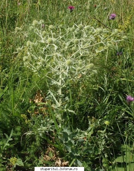 rostogolul - am gasit pana la urma.. da kg la ha, eu auzisem - BAZA MELIFERA - PLANTE , ARBUSTI , ARBORI