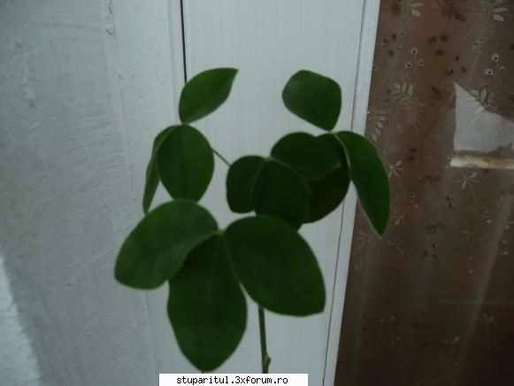 salcamul japonez - Salcam japonez din 2008.In primavara il voi - BAZA MELIFERA - PLANTE , ARBUSTI , ARBORI