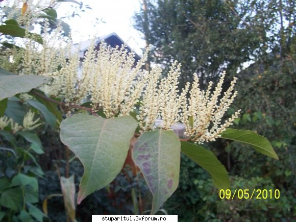 salut - ce planta e ma???/o tabara albina la ora asta - BAZA MELIFERA - PLANTE , ARBUSTI , ARBORI