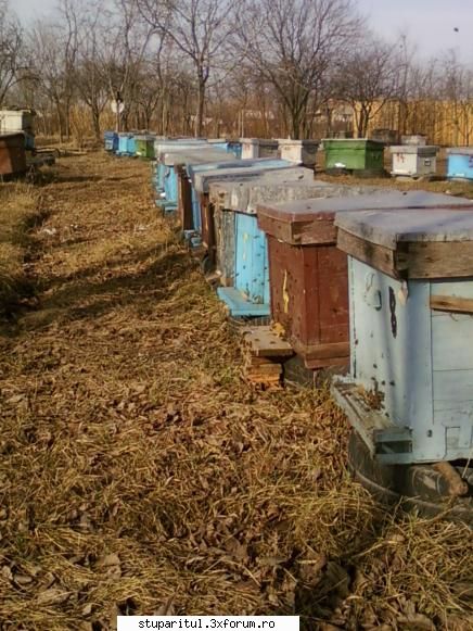 salutare - bucurie mare al 2-lea zbor de curatire in iarna - POZE