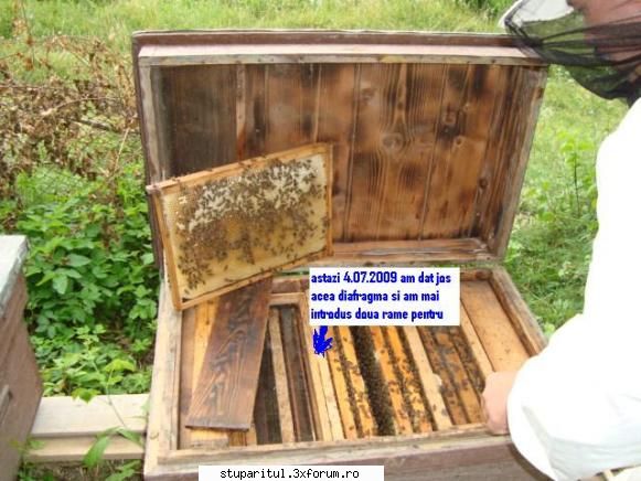 salutare la toata lumea - astazi am fost la stupi si am dat jos diafragma - PAGINI PERSONALE ! CINE SUNT EU ?
