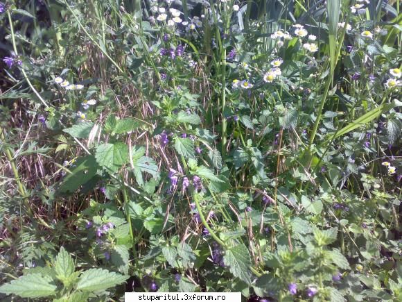 salutari apicultori - Albinutzele mele cauta nectar prin asa ceva - PAGINI PERSONALE ! CINE SUNT EU ?