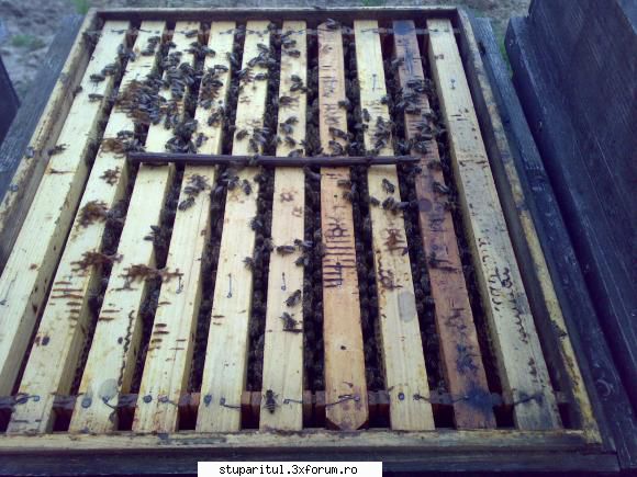 salutari apicultori - Noutati din stupina - PAGINI PERSONALE ! CINE SUNT EU ?