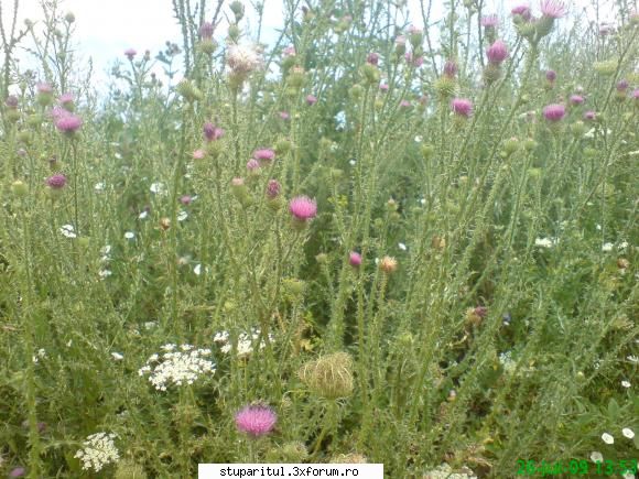 scaiul - scaiul este f. melifer. mai degraba ar fi palamida - BAZA MELIFERA - PLANTE , ARBUSTI , ARBORI