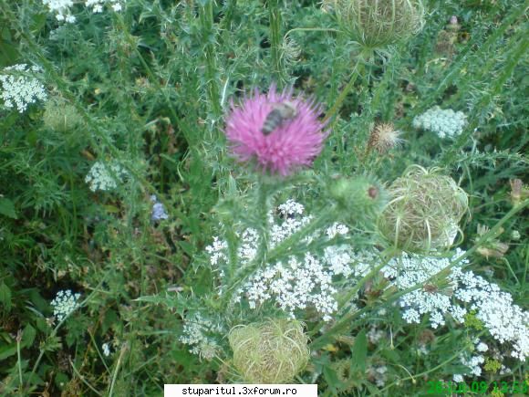 scaiul - albina parca se cufunda intro plapuma moale - BAZA MELIFERA - PLANTE , ARBUSTI , ARBORI