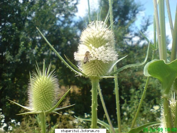 scaiul - si un altfel de scai,cel alb - BAZA MELIFERA - PLANTE , ARBUSTI , ARBORI