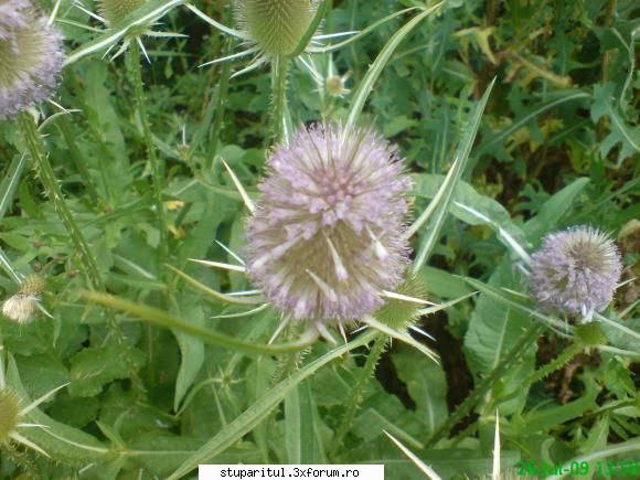 scaiul - mihaipop_55 - BAZA MELIFERA - PLANTE , ARBUSTI , ARBORI