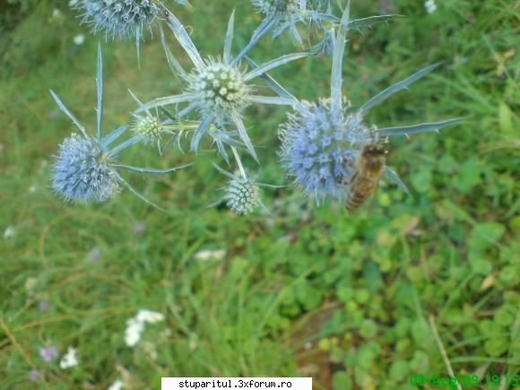 scaiul dracului - acest scai se pare ca este scaiul dracului. de - BAZA MELIFERA - PLANTE , ARBUSTI , ARBORI
