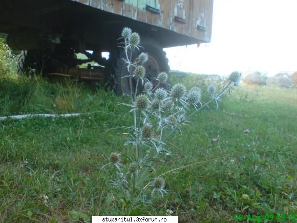 scaiul dracului - mihaipop_55 - BAZA MELIFERA - PLANTE , ARBUSTI , ARBORI