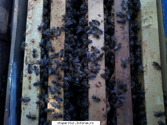 schimbare matca - leonardleo13 - PAGINA APICULTORULUI INCEPATOR