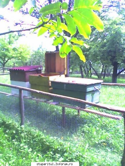 sfat? - E bine ca ramele din stupi sa fie noi, se pot - PAGINA APICULTORULUI INCEPATOR