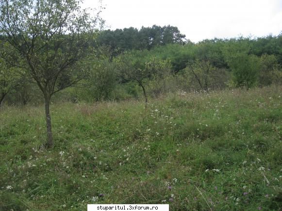 sfaturi - am uitat sa spun ca este si salcam in zona - PAGINA APICULTORULUI INCEPATOR