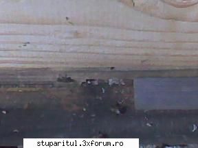 "sfaturi pentu incepatori" - Cu specificarea PE DOS SI IESE SNUR. Sunt in - ASA NU ! POVESTI ADEVARATE !