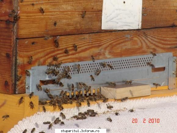 soarecii ataca stupii - asta cumparata. Cam atat...sper sa te ajute - BOLI SI DAUNATORI - TRATAMENTE