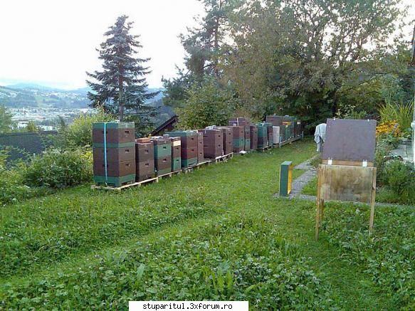 starter si finisor in acelasi timp - Don Giovani,multumiri de sfaturi,dar matale cum - CRESTEREA MATCILOR