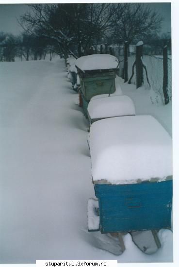 stup cu un colector de polen atasat. - stupi in nameti - POZE