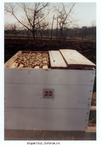 stup cu un colector de polen atasat. - primavara anului 1999.un roi din anul precedent - POZE