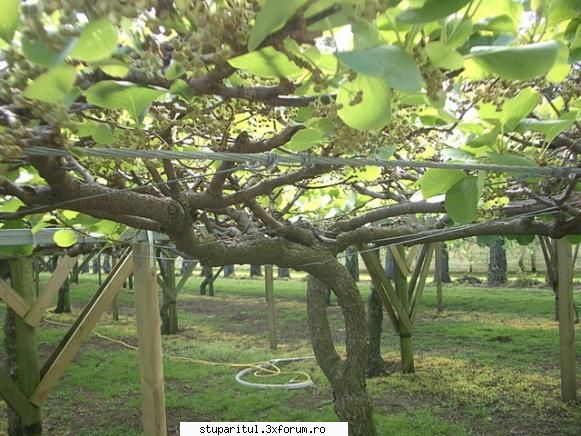 stuparitul in Noua Zeelanda - asa arata o plantatie de kiwi - DISCUTII APICOLE DIVERSE
