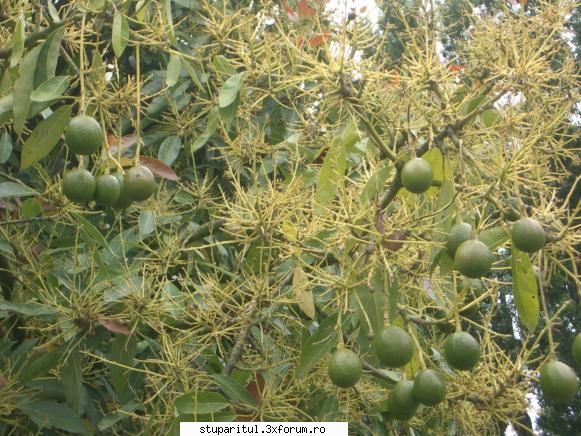 stuparitul in Noua Zeelanda - avocado, dupa polenizare - DISCUTII APICOLE DIVERSE