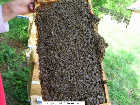 stupi axor - pusca unii de albina in asteptarea salcamului - POZE