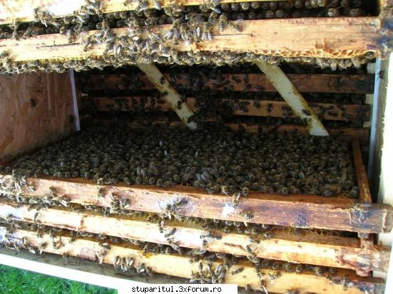 stupi axor - abina este,sa mai apara si nectarul - POZE
