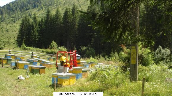stupi paletizati - Sunt si in Romania stupi paletizati.Din acest an - NOUTATI IN APICULTURA