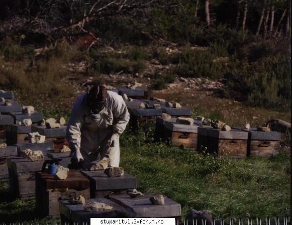 stupi paletizati - Si tratamentul pentru varoza. Masca pe figura o - NOUTATI IN APICULTURA