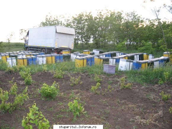 stupina - pastoral 2008 - acum salcam I (sa-i zicem ca-i primul care-l fac - POZE