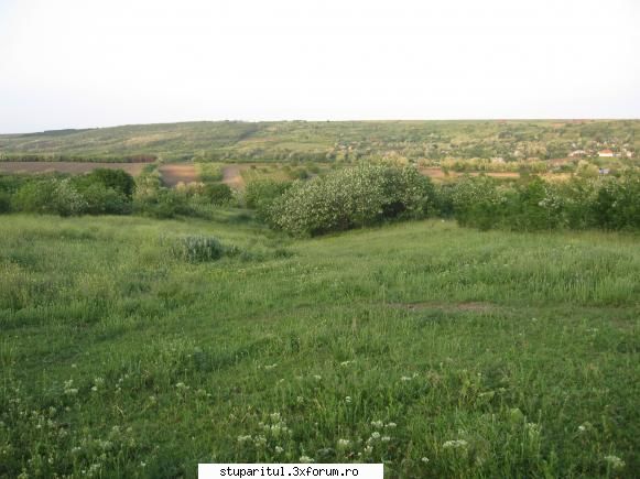 stupina - pastoral 2008 - si satul are ceva salcam (numai ca anul asta a - POZE