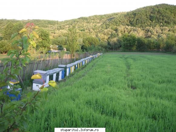 stupina - pastoral 2008 - sa trecem la asazisul salcam II (care a dat si - POZE
