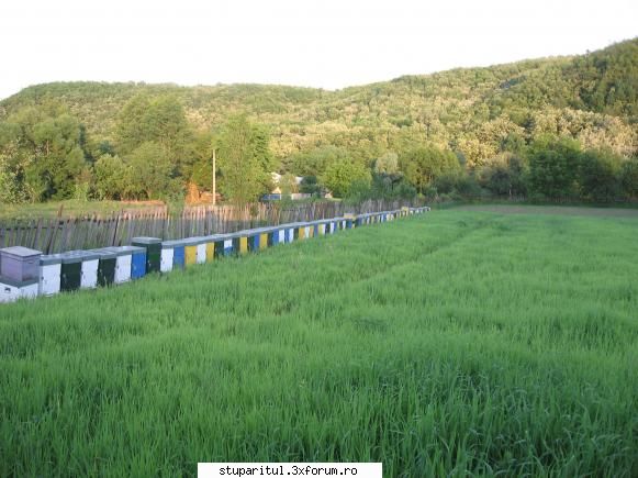 stupina - pastoral 2008 - iverciuc - POZE