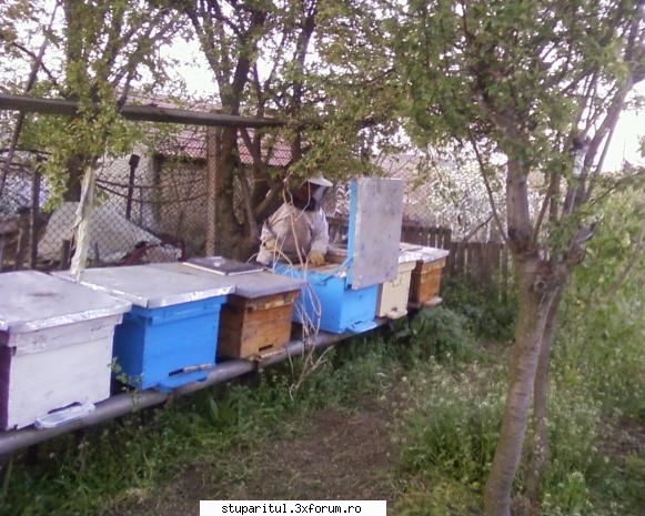 stupina albinelor419 - albinelor419 - POZE