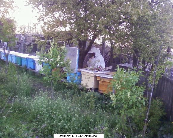 stupina albinelor419 - albinelor419 - POZE