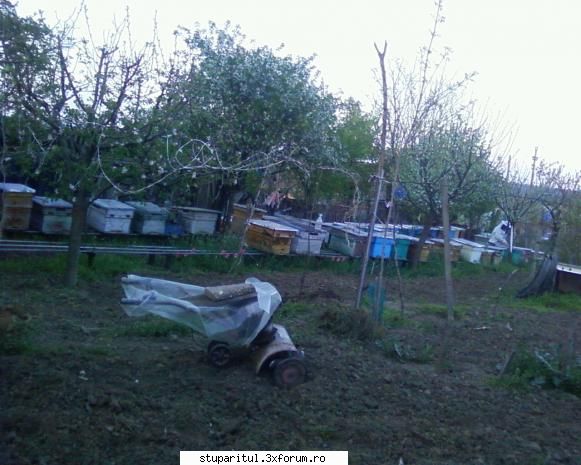 stupina albinelor419 - albinelor419 - POZE