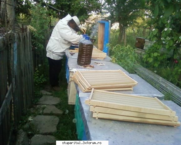 stupina albinelor419 - albinelor419 - POZE