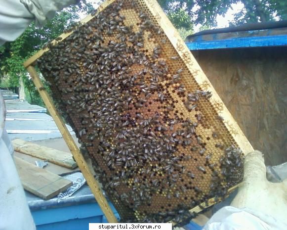 stupina albinelor419 - albinelor419 - POZE