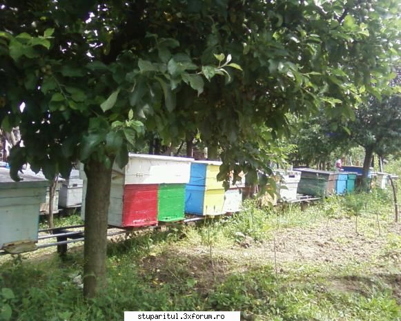 stupina albinelor419 - albinelor419 - POZE