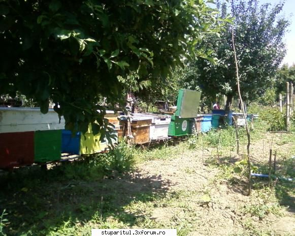stupina albinelor419 - albinelor419 - POZE