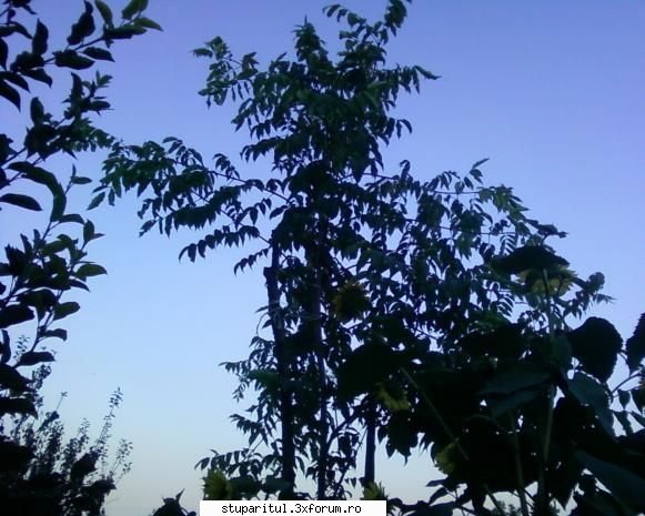stupina albinelor419 - albinelor419 - POZE