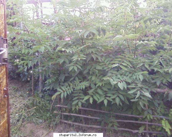 stupina albinelor419 - in primavara lui 2009, am semanat evodia intr-o - POZE
