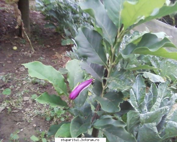 stupina albinelor419 - o magnolie care sta sa infloreasca - POZE