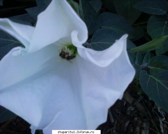stupina albinelor419 - o floare care se deschide seara, frumos - POZE
