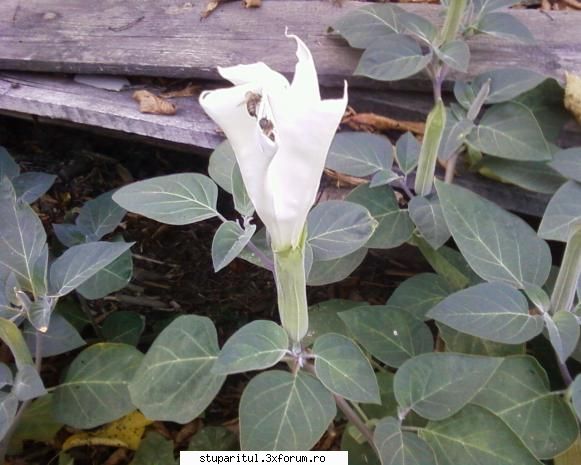 stupina albinelor419 - albinelor419 - POZE